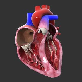 Heart cross section Animated model
